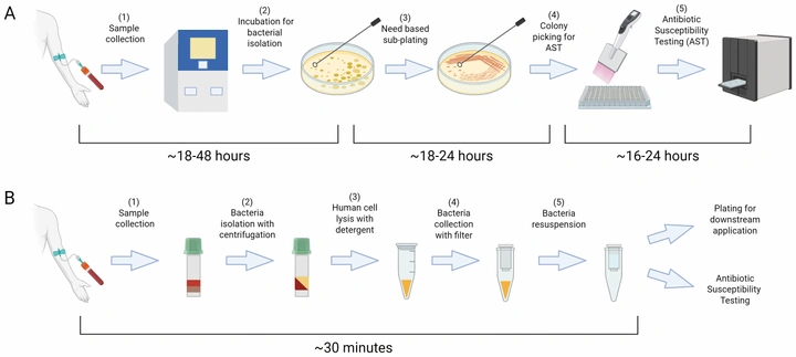 Comparison of conventional 18–48 hour bacterial isolation versus rapid ~30 minute protocol from blood samples