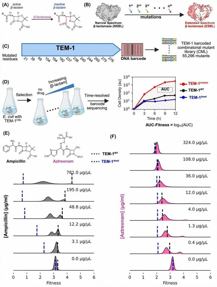 TEM-1 combinatorial mutant library design and fitness landscape under ampicillin and aztreonam selection