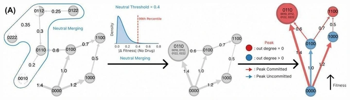 Graph-theoretic fitness landscape showing neutral merging and fitness peaks