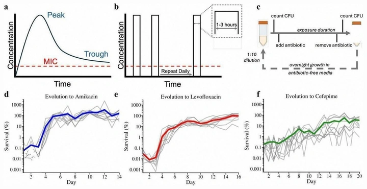 Evolution protocol scheme and survival outcomes during single antibiotic treatment