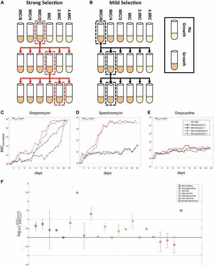 Experimental design comparing strong vs mild antibiotic selection in the morbidostat, with temporal resistance curves for streptomycin, spectinomycin, and doxycycline