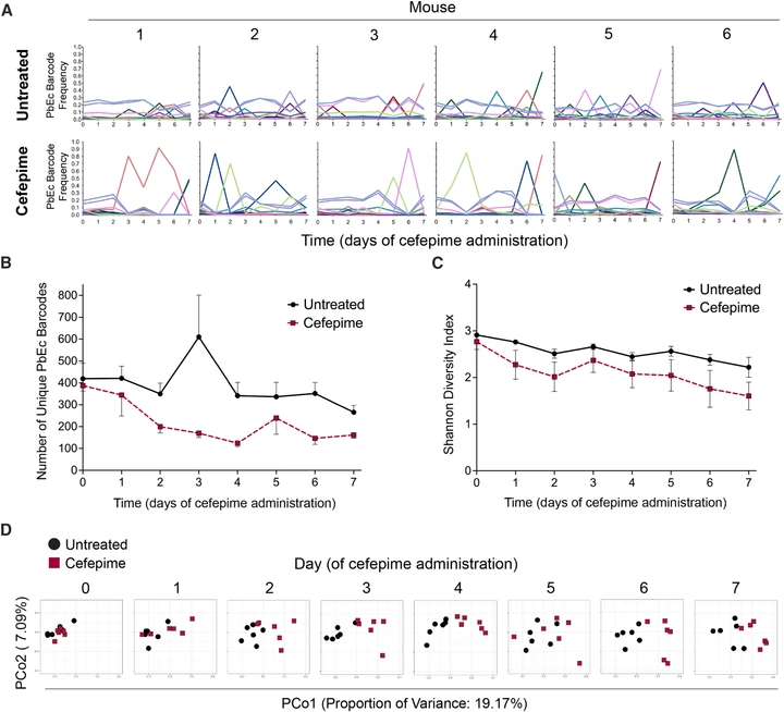 Lineage tracking of barcoded E. coli in untreated and cefepime-treated mice showing clonal dynamics, barcode diversity decline, and population bottlenecks